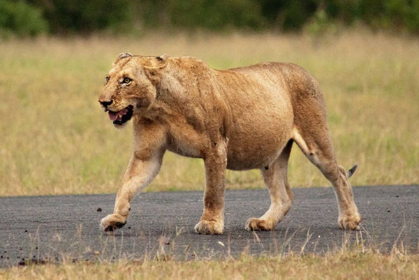 20 ภาพสัตว์โลกอุ้มท้อง ป่องจนเกือบกลมดิก