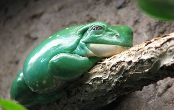 20 ภาพสัตว์โลกอุ้มท้อง ป่องจนเกือบกลมดิก