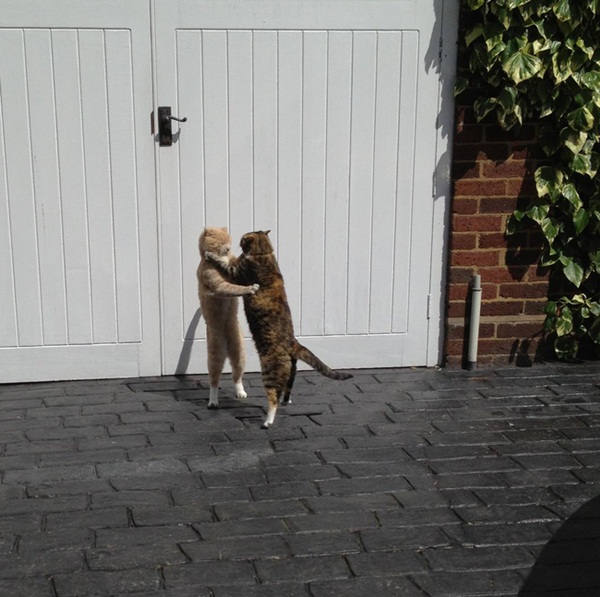 โชว์สเต็ปเทพ 28 สัตว์โลกเท้าไฟ แดนซ์กระจายเลยจ้า