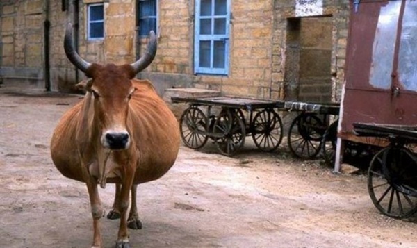 20 ภาพสัตว์โลกอุ้มท้อง ป่องจนเกือบกลมดิก