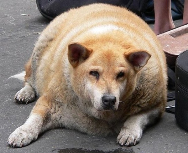 20 ภาพสัตว์โลกอุ้มท้อง ป่องจนเกือบกลมดิก