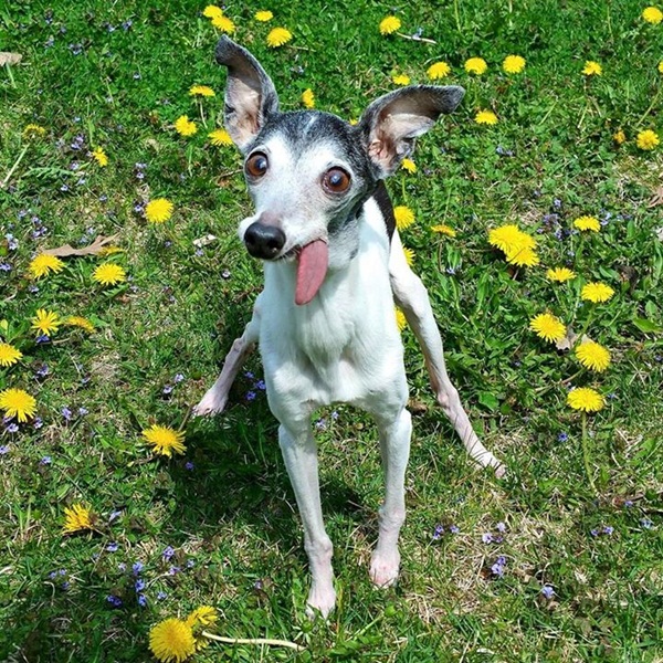 แซปป้า น้องหมาลิ้นห้อย เหมือนแอ๊บแบ๊วตลอดเวลาเลยนะ