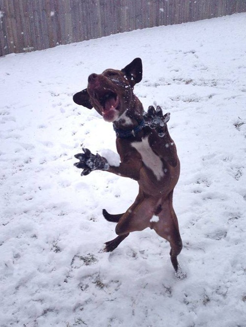 โชว์สเต็ปเทพ 28 สัตว์โลกเท้าไฟ แดนซ์กระจายเลยจ้า