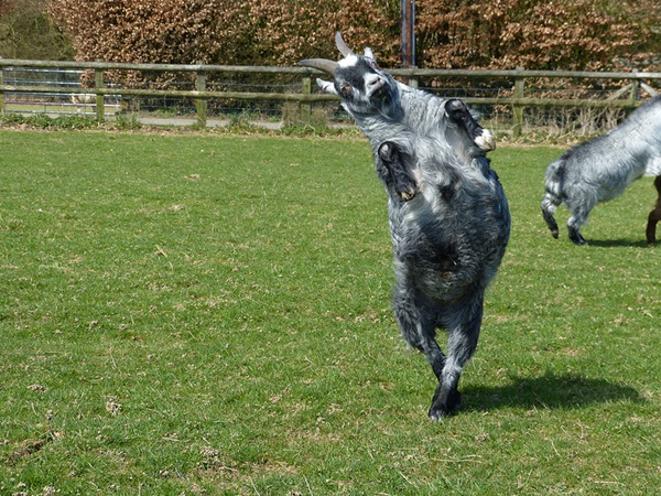 โชว์สเต็ปเทพ 28 สัตว์โลกเท้าไฟ แดนซ์กระจายเลยจ้า