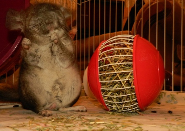 โชว์สเต็ปเทพ 28 สัตว์โลกเท้าไฟ แดนซ์กระจายเลยจ้า