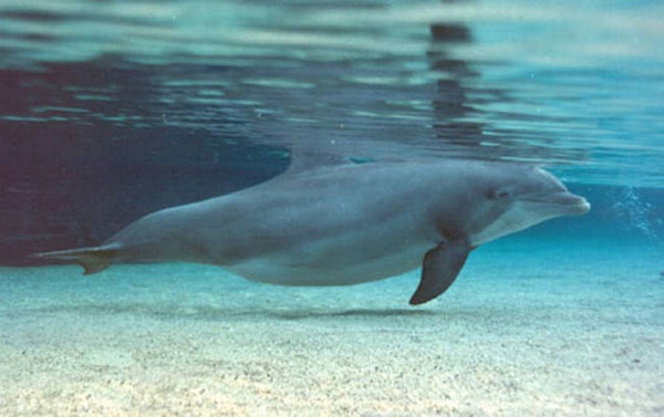 20 ภาพสัตว์โลกอุ้มท้อง ป่องจนเกือบกลมดิก