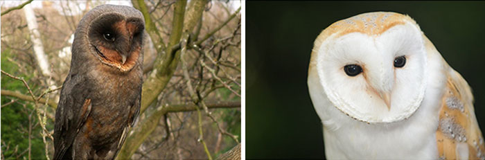 บาร์นกฮูก