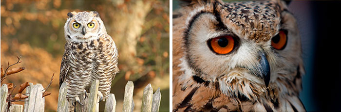 บาร์นกฮูก