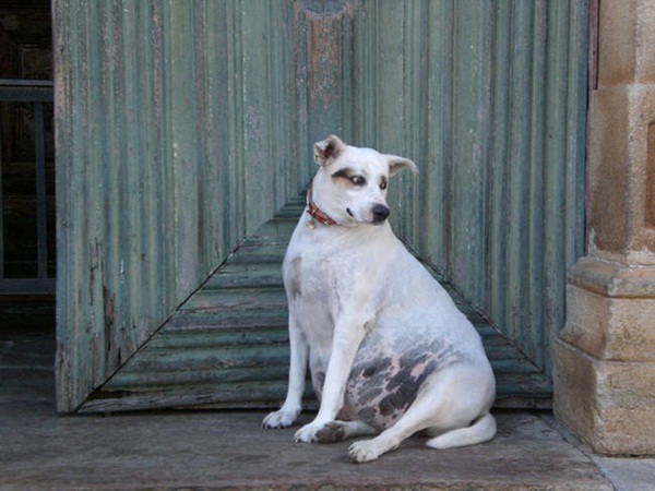 20 ภาพสัตว์โลกอุ้มท้อง ป่องจนเกือบกลมดิก