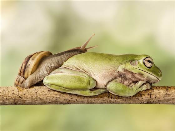 ชมภาพน่ารักหาชมยาก หอยทากเลื้อยผ่านตัวกบที่กำลังหลับ