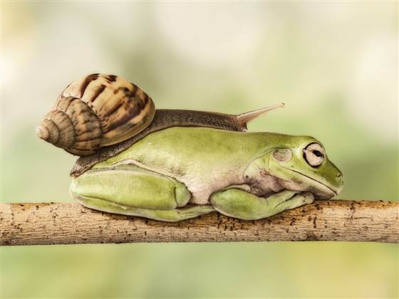 ชมภาพน่ารักหาชมยาก หอยทากเลื้อยผ่านตัวกบที่กำลังหลับ