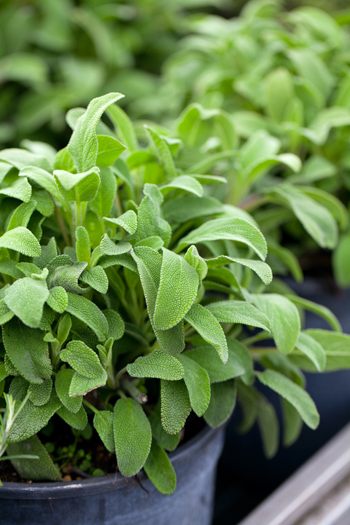 มาปลูกสวนสมุนไพรในร่มแบบง่าย ๆ กันเถอะ