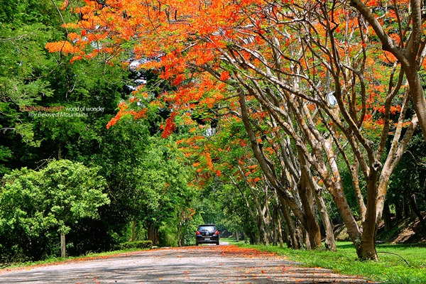 กำแพงเพชร เที่ยวเมืองโบราณ สัมผัสธรรมชาติและสายหมอก ณ เมืองกำแพงเพชร