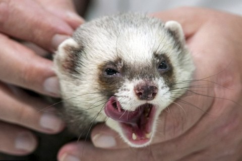 เฟอร์เรท