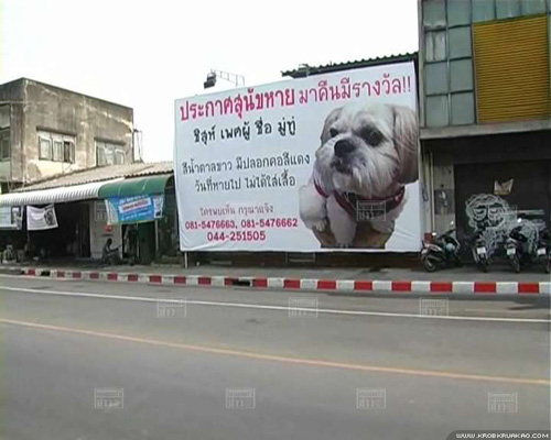 สุนัขหาย