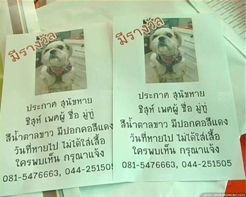 สุนัขหาย