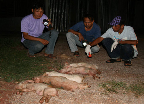 หมู