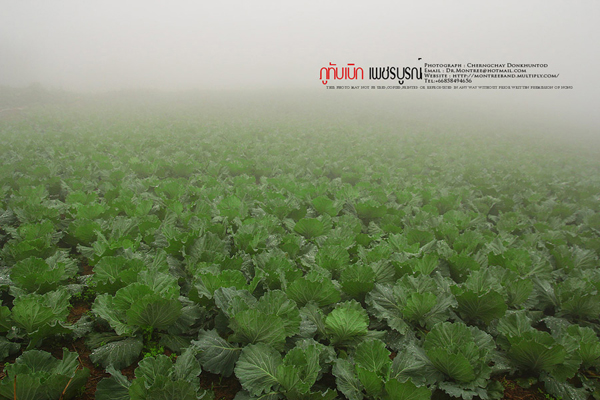 ภูทับเบิก-ภูหินร่องกล้า