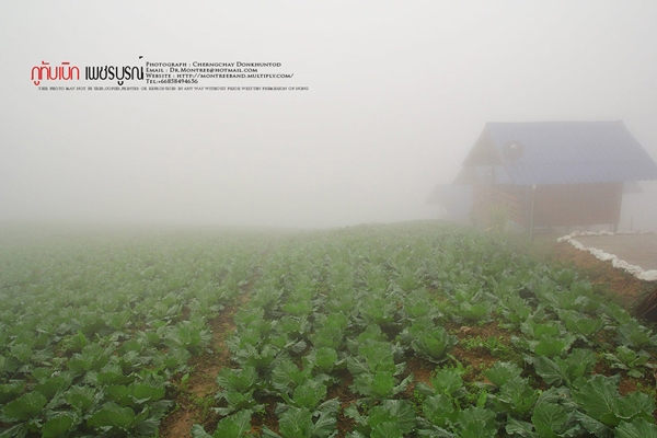 ภูทับเบิก-ภูหินร่องกล้า