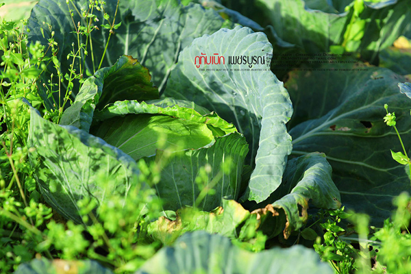 ภูทับเบิก-ภูหินร่องกล้า