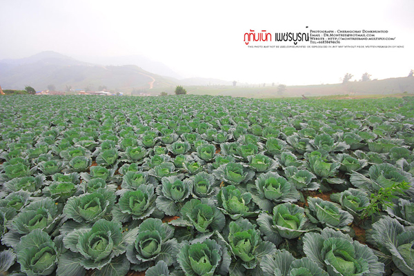 ภูทับเบิก-ภูหินร่องกล้า