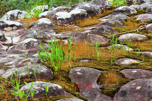 ภูทับเบิก-ภูหินร่องกล้า