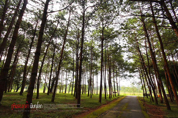 ภูทับเบิก-ภูหินร่องกล้า