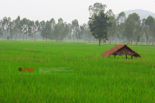 ภูทับเบิก-ภูหินร่องกล้า