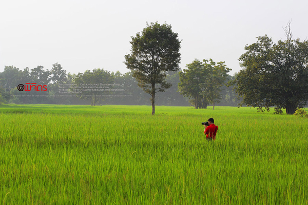 ภูทับเบิก-ภูหินร่องกล้า