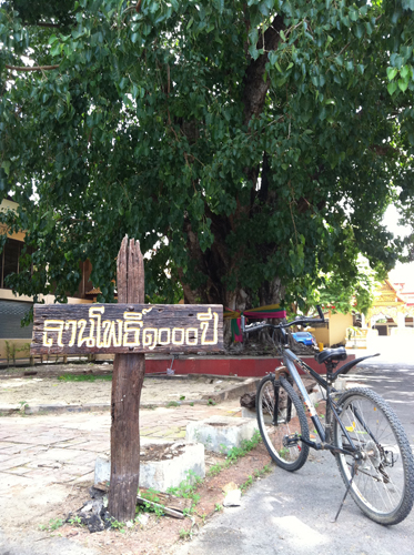 ตลาดเก่า 119 ปี เจ็ดเสมียน