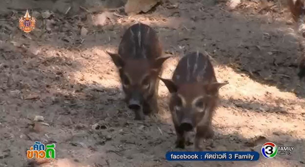 สวนสัตว์เชียงใหม่ อวดโฉมสมาชิกใหม่ ลูกหมูป่าแม่น้ำแดง แสนน่ารัก