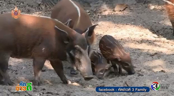 สวนสัตว์เชียงใหม่ อวดโฉมสมาชิกใหม่ ลูกหมูป่าแม่น้ำแดง แสนน่ารัก
