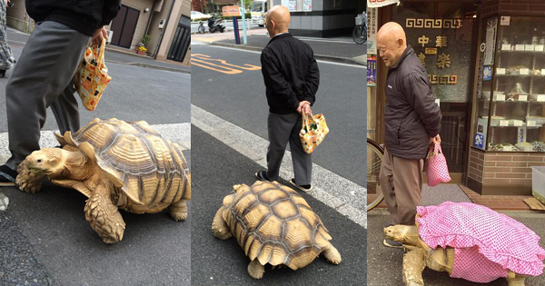 เต่าซูคาต้า 