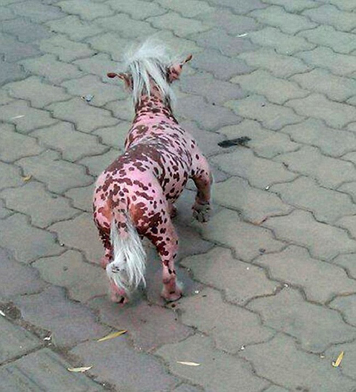 สุนัข พันธฺุ์ไชนีสเครสต์ 