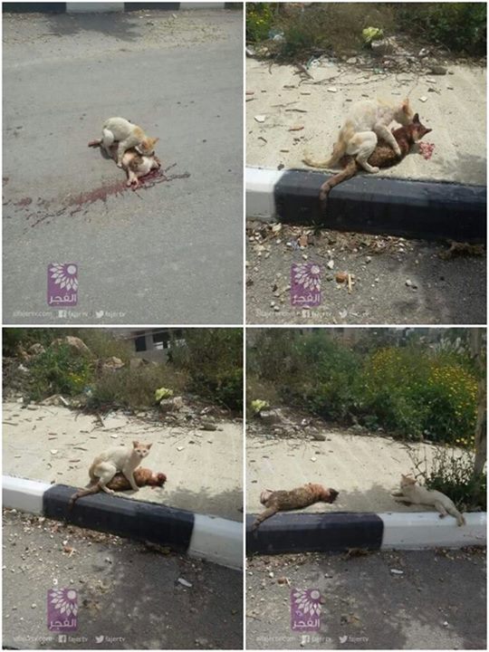 สะเทือนใจ ภาพแมวลากซากเพื่อนถูกรถชนมานอนเฝ้าริมถนน