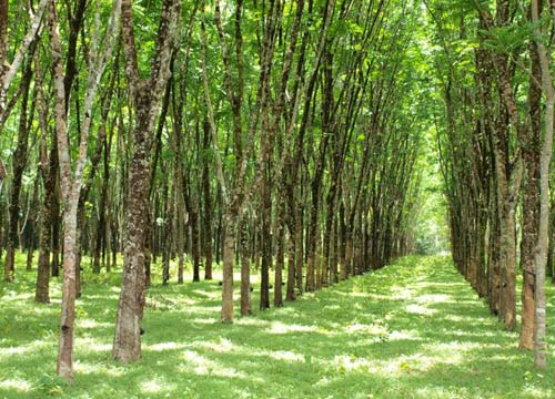 ฝากถึงรัฐบาล ! ชาวสวนยางรอไม่ได้แล้ว ลั่นสู้เพื่อปากท้องสิ้นเดือนนี้