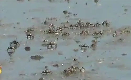 ปูทหารยักษ์เดินพาเหรดเต็มชายหาดปากบารานับล้านตัว