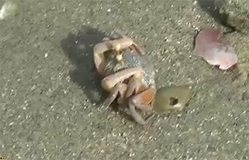 ปูทหารยักษ์เดินพาเหรดเต็มชายหาดปากบารานับล้านตัว