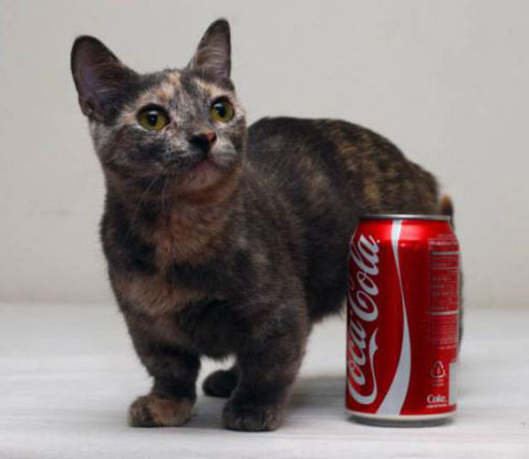 ยลโฉมเจ้าพิกเซล แมวเหมียวที่ตัวเล็กที่สุดในโลก