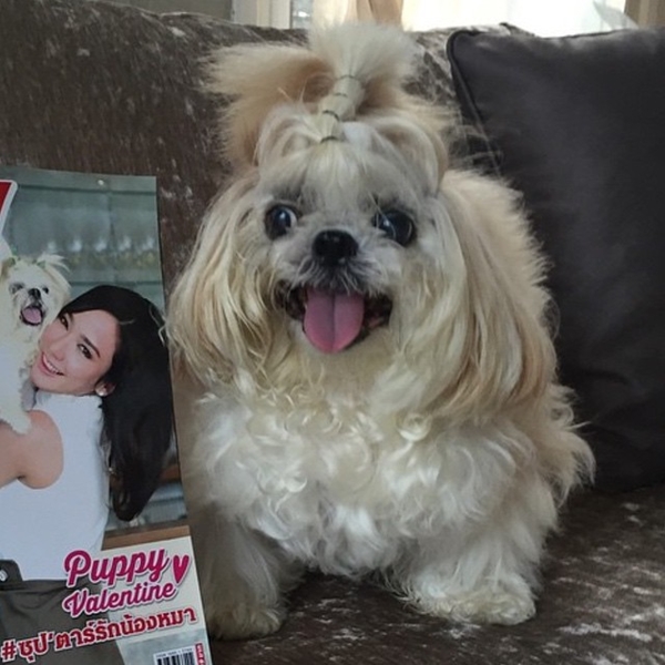 อั้ม พัชราภา เศร้าหนัก สุนัขที่รักตาย อาลัย 17 ปีที่อยู่ร่วมกันมา...