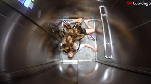 คลิปสุดฮา มะหมาแมงมุมยักษ์อาละวาด ทำชาวเมืองวิ่งกระเจิง