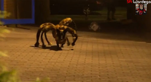 คลิปสุดฮา มะหมาแมงมุมยักษ์อาละวาด ทำชาวเมืองวิ่งกระเจิง