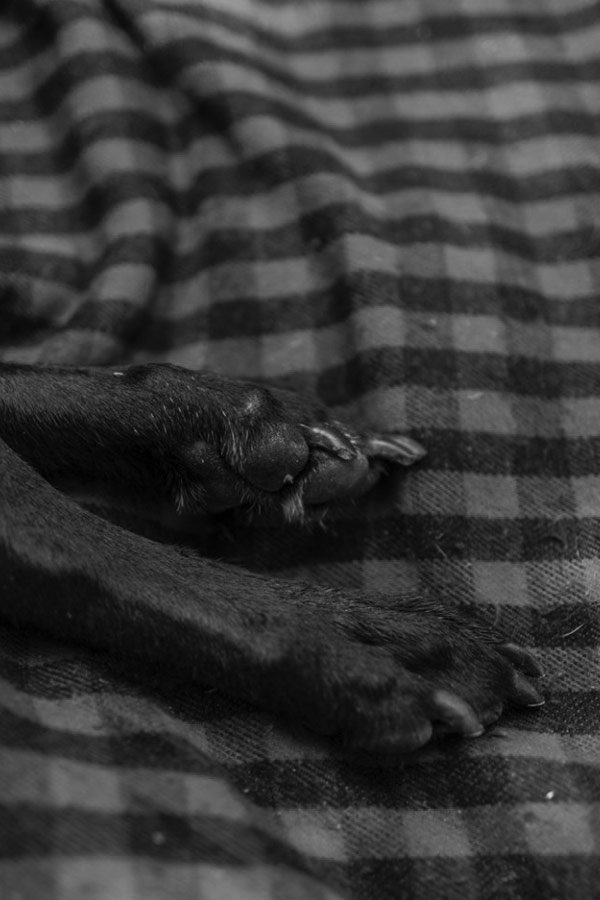 เผยภาพชีวิตวันสุดท้ายที่แสนสุขของสุนัขป่วยมะเร็ง ก่อนถูกการุณยฆาต