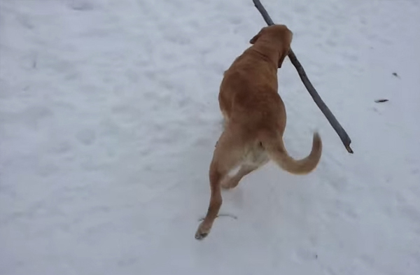 คลิปน่ารัก โถ ๆ ๆ น้องหมาโอดครวญใหญ่ เพราะคาบไม้ผ่านไม่ได้