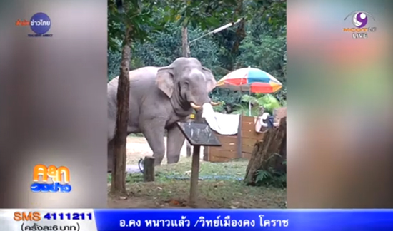 ช้างเขาใหญ่ พลายด้วน เข้ารื้อร้านอาหารสวัสดิการอุทยานฯ ช้างเขาใหญ่ พลายด้วน เข้ารื้อร้านอาหารสวัสดิการอุทยานฯ
