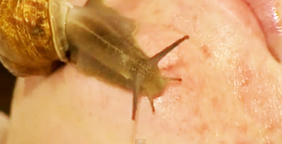 สปาหอยทาก