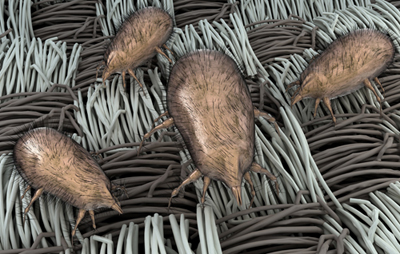 ผลิตภัณฑ์ซักผ้าโอโม