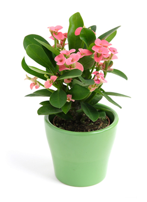 ของขวัญปีใหม่