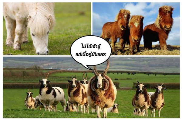 สัตว์โลก