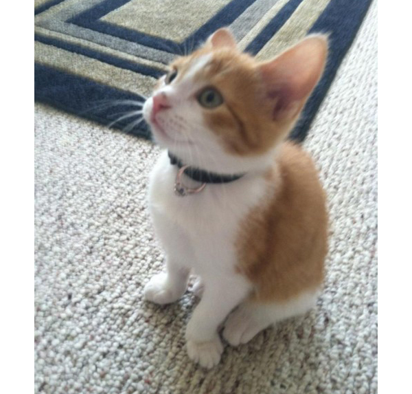 วิธีขอแต่งงาน